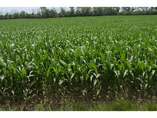 Property photo 118 - LAND AUCTION - 215+/- ACRES OFFERED IN 6 TRACTS IN VAN WERT COUNTY, OHIO
